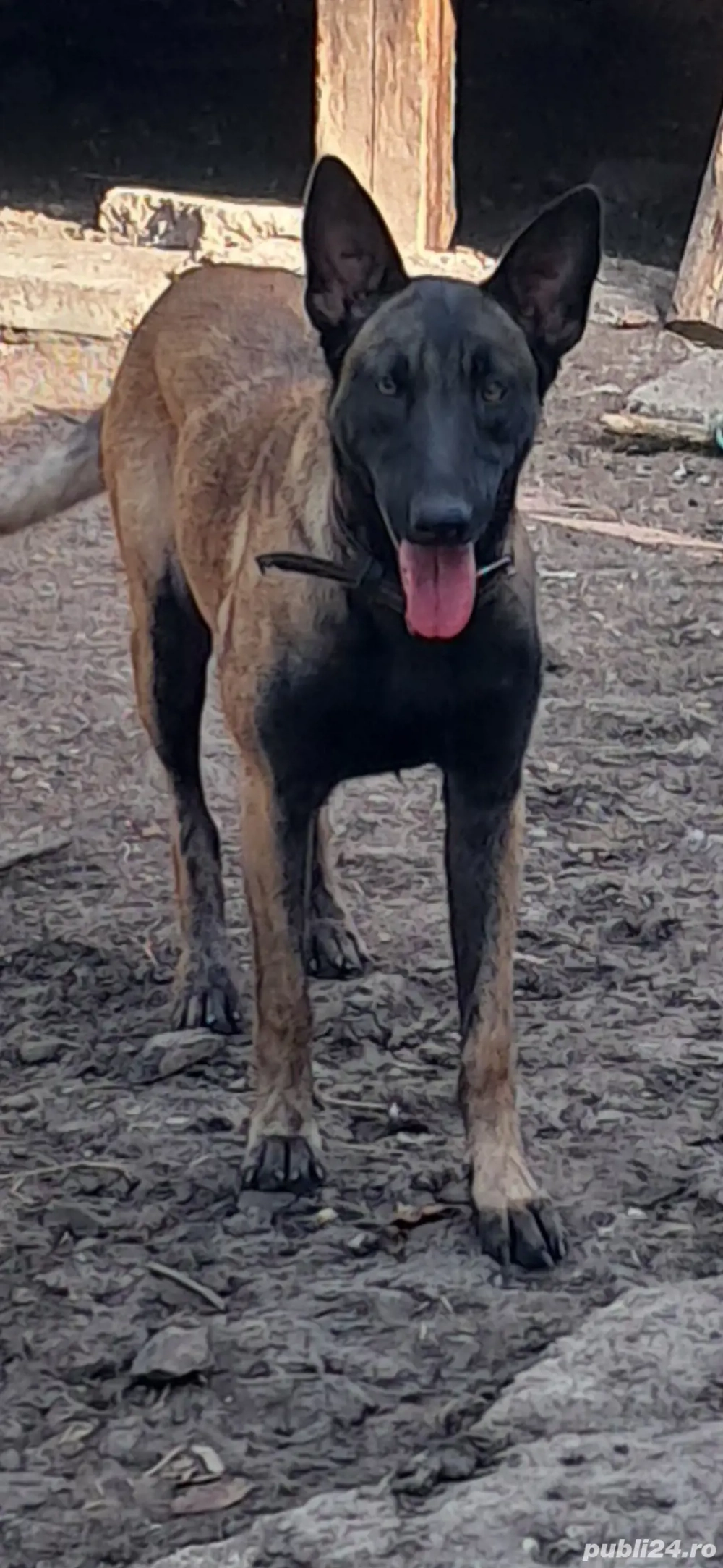 Donez femela malinois 1 an
