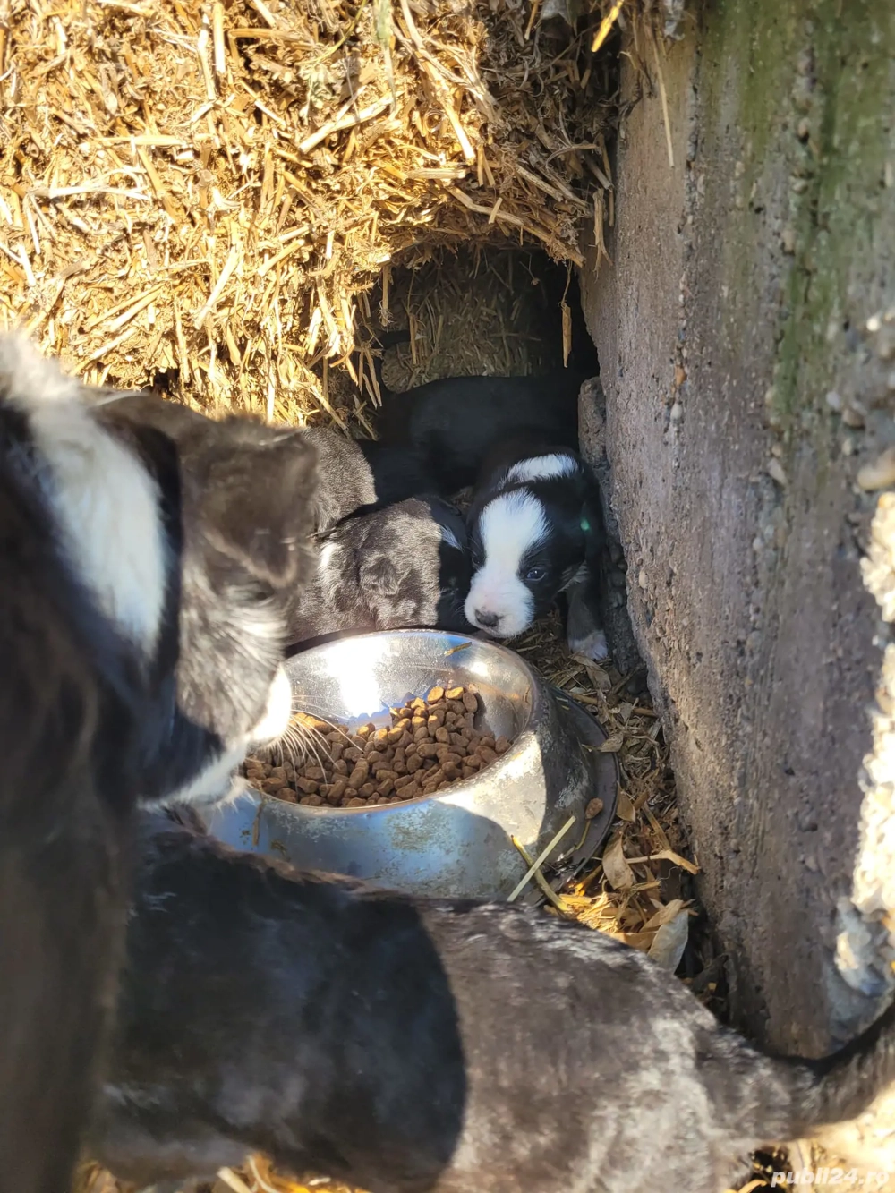 Ofer spre adoptie 6 catelusi mix de Border Collie 