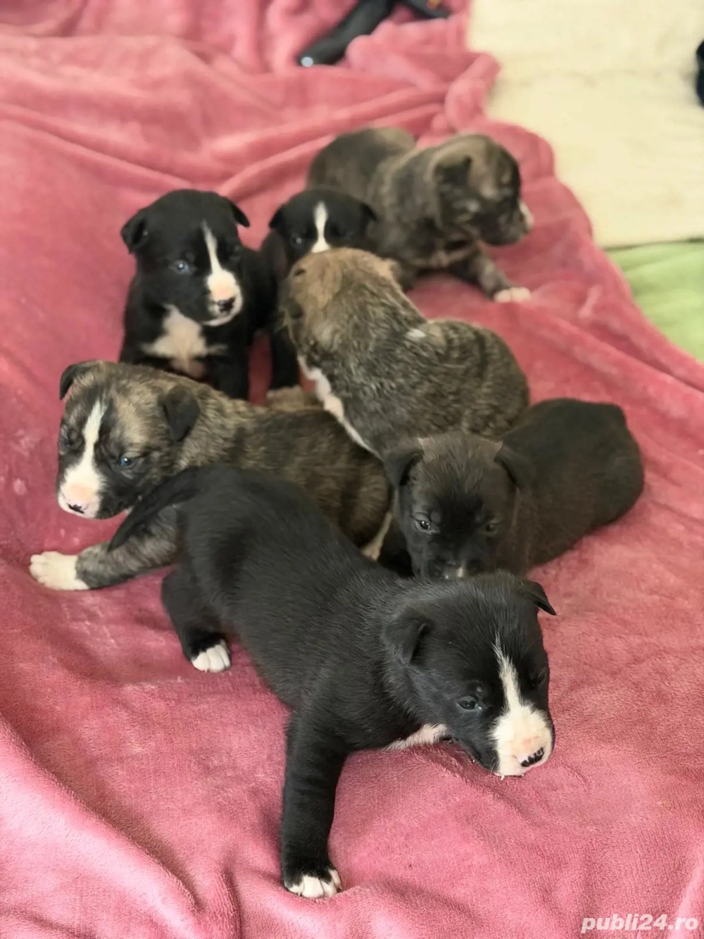 Presa canaria cu pitbul detin mama catelusilor 