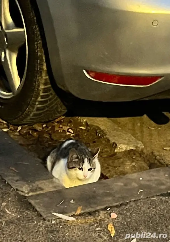 Gratis pisică 4-5 luni Foccșani