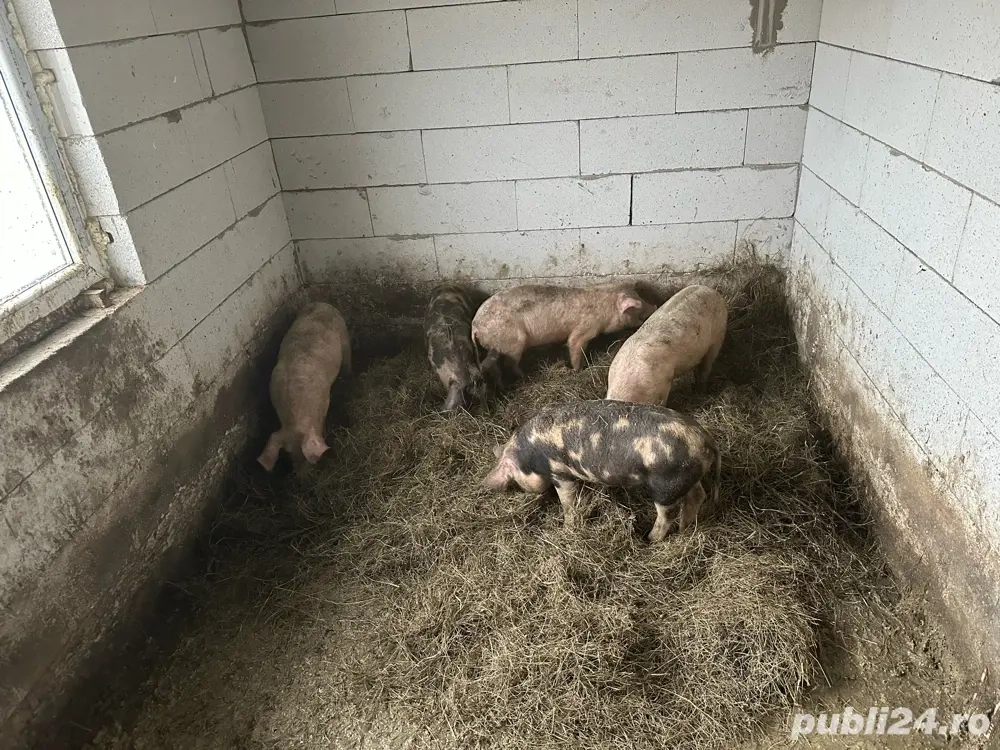 Disponibili la vânzare sau schimb pe un vier bazna