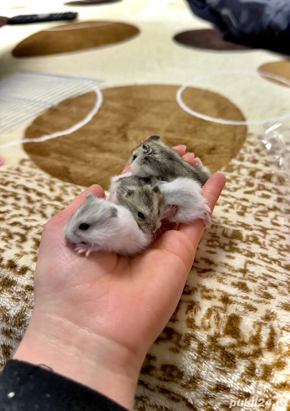 VÂND pui de hamsteri!! 30 lei.