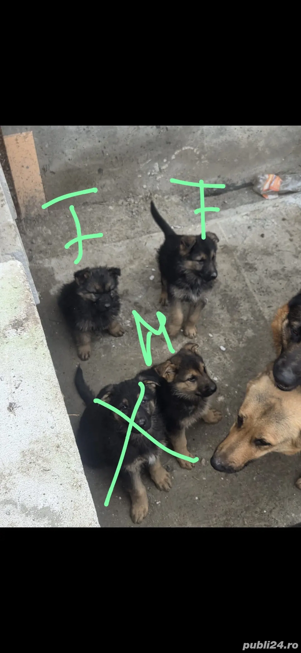 Pui ciobanesc german linea de lucru