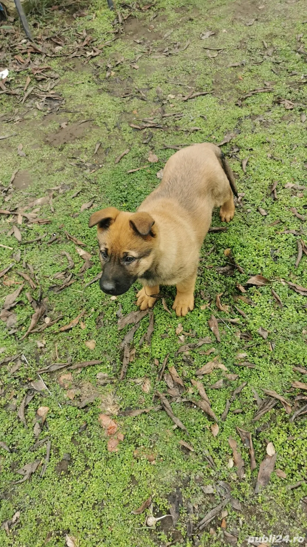 Ciobanesc malinois 