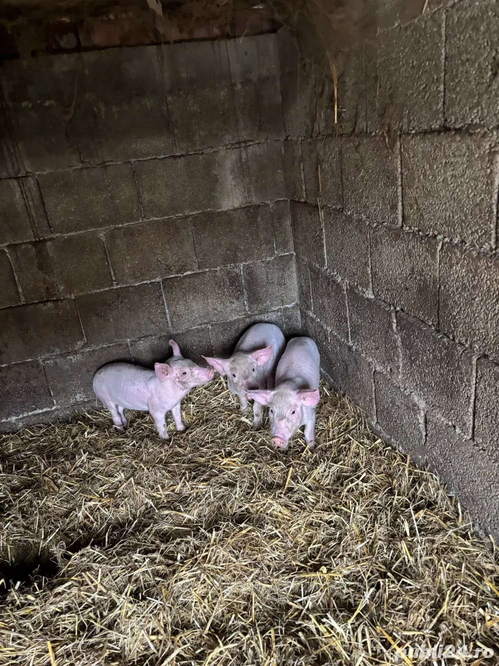 Vand purcei - Surducu Mic 