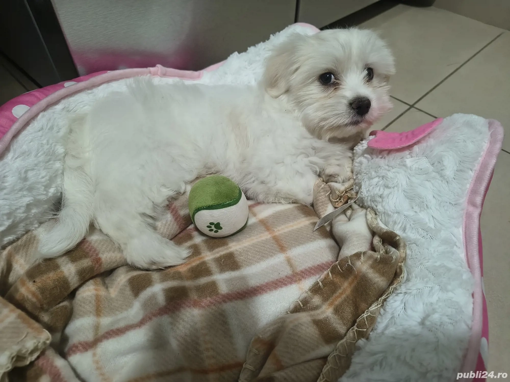 Bichon maltez 9 săptămâni 