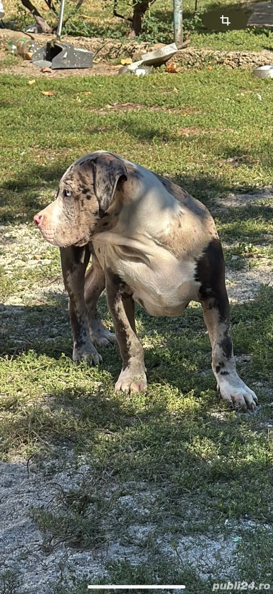 American Bully XL 