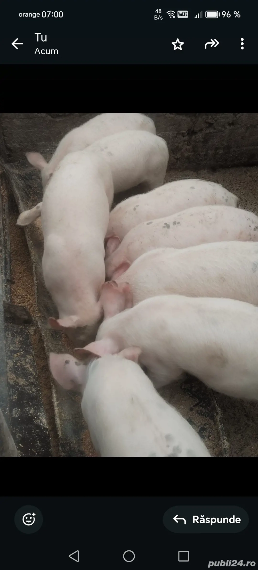 Vind purceii de 11 săptămâni 