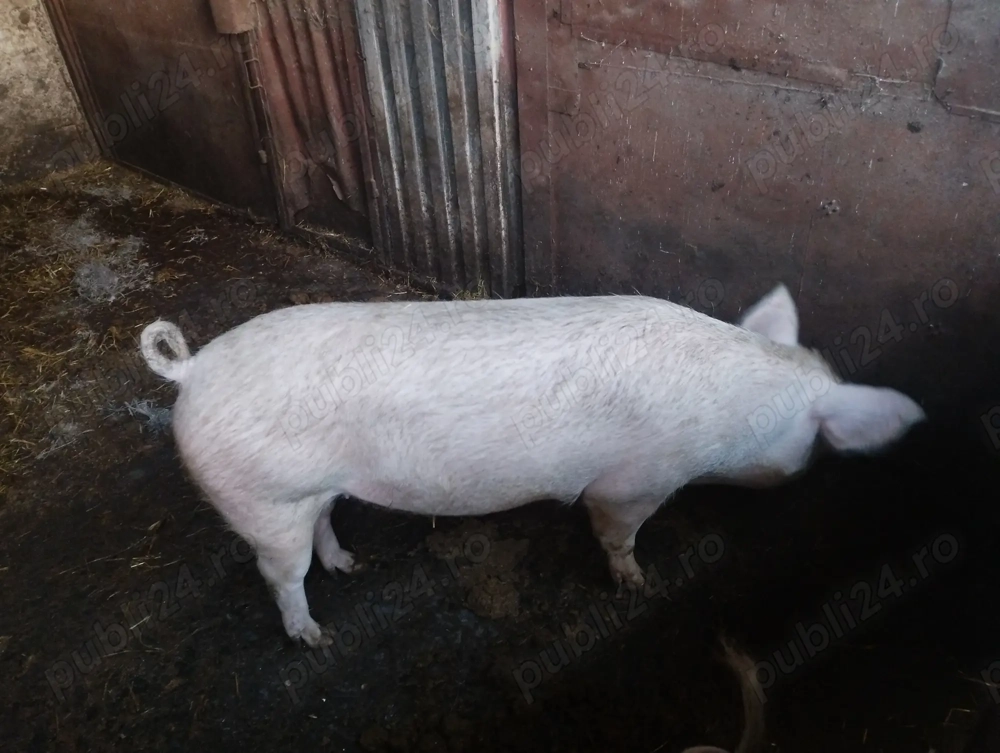 Vând porci pentru sacrificat!