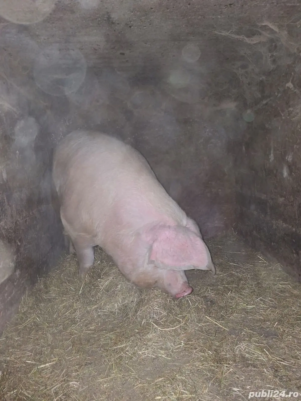 Porc de carne rasa Marele Alb