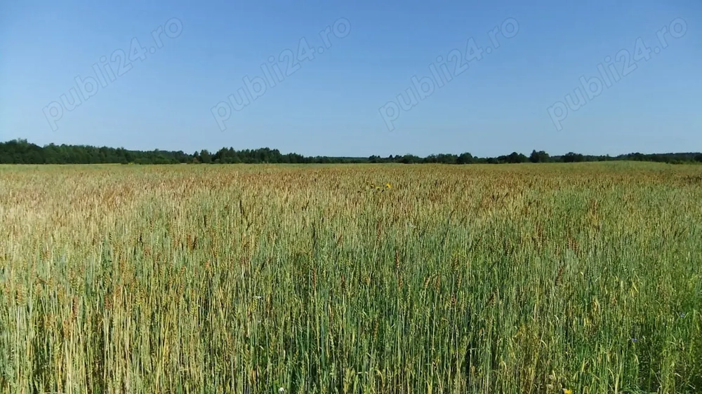 Vand 7 hectare teren agricol in jud. Calarasi