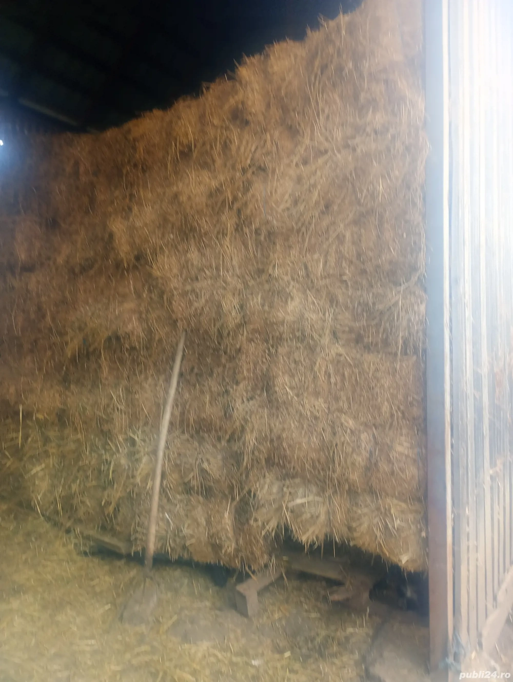 baloti lucerna si fan