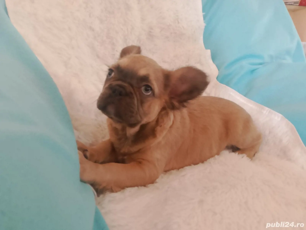 bulldog francez fluffy 