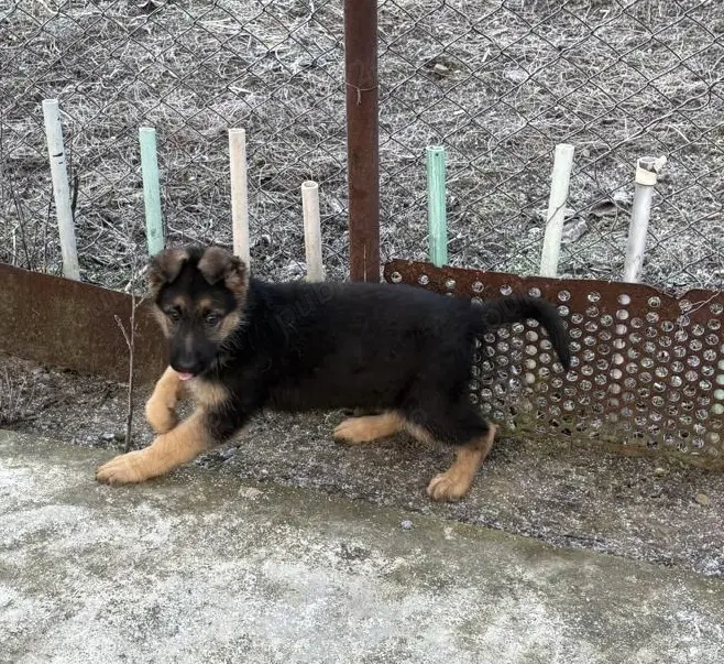 2 catei rasa Ciobanesc german cauta stapani