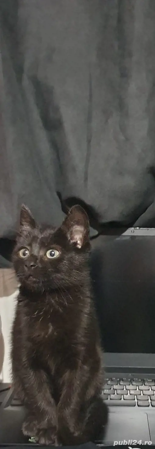 Pisoi negru iubăreț caută un cămin sigur