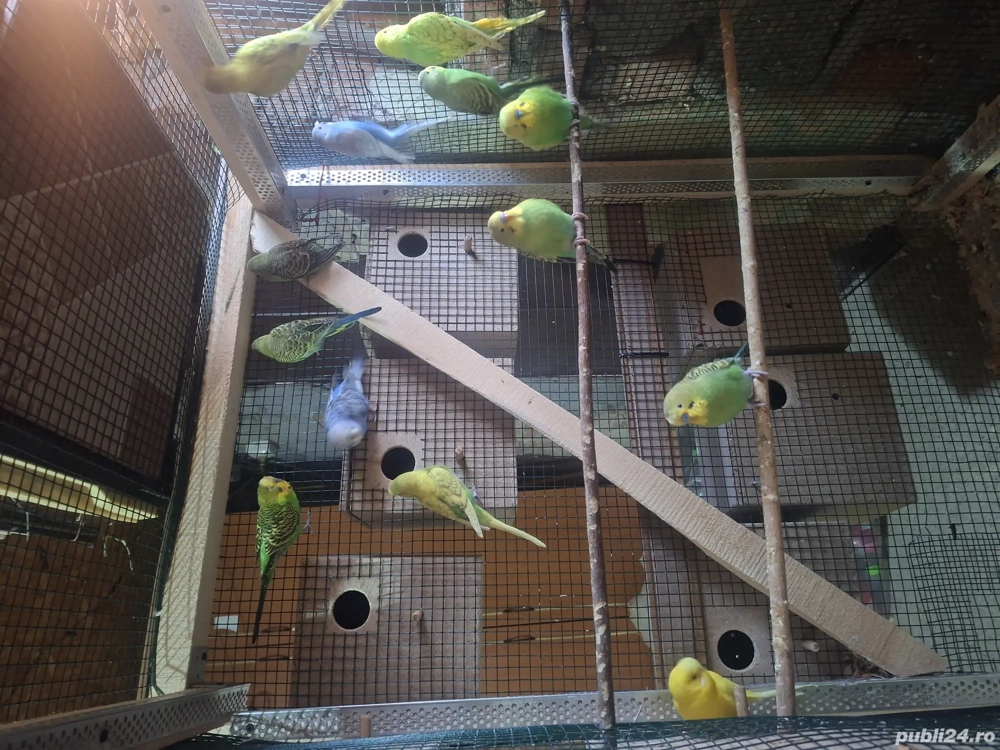 Papagali perusi de vanzare