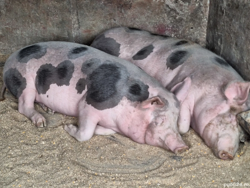 Vând  1 porc este de casă cu coada nu este de ferma