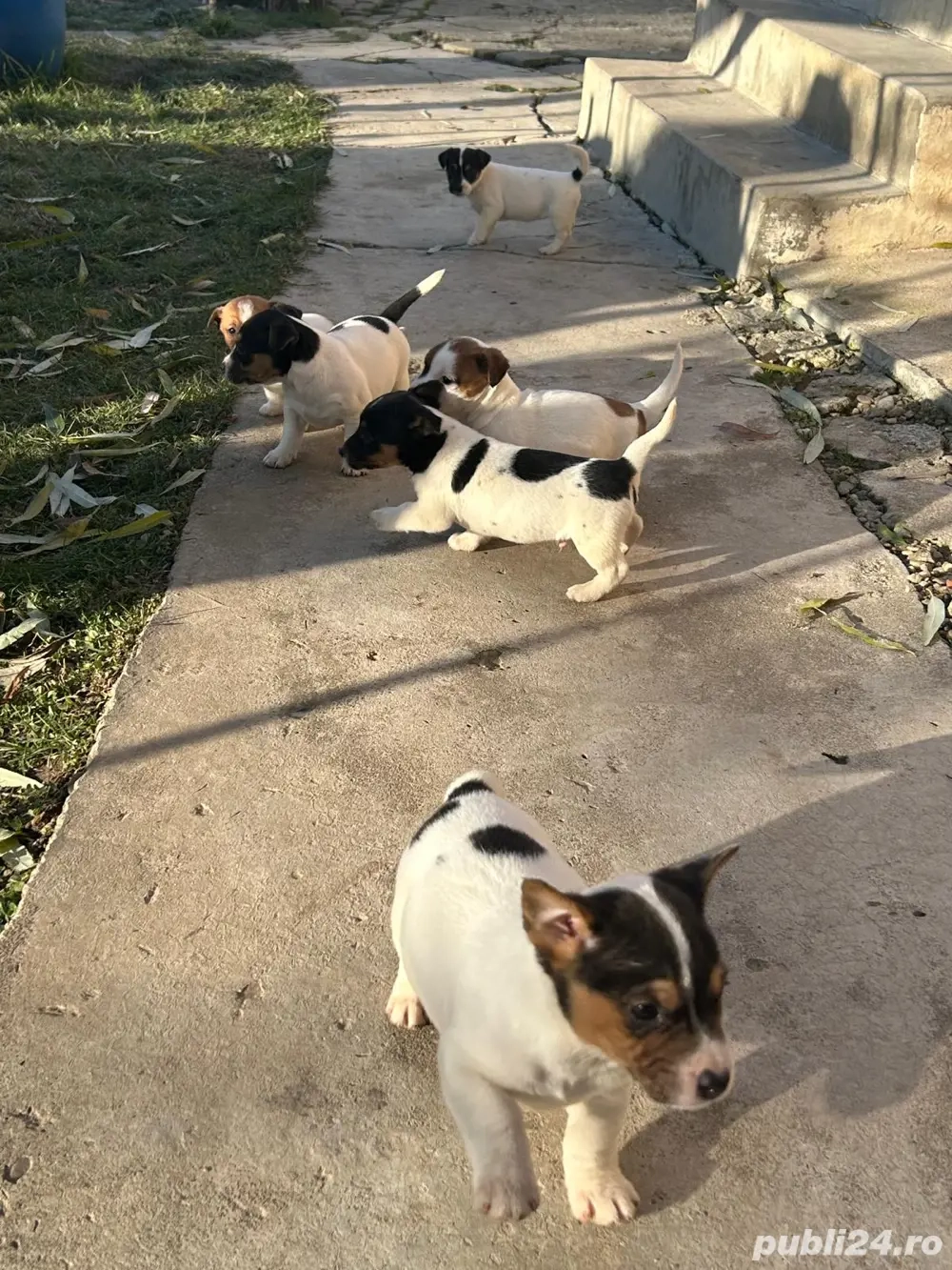 Catelusi Jack Russell