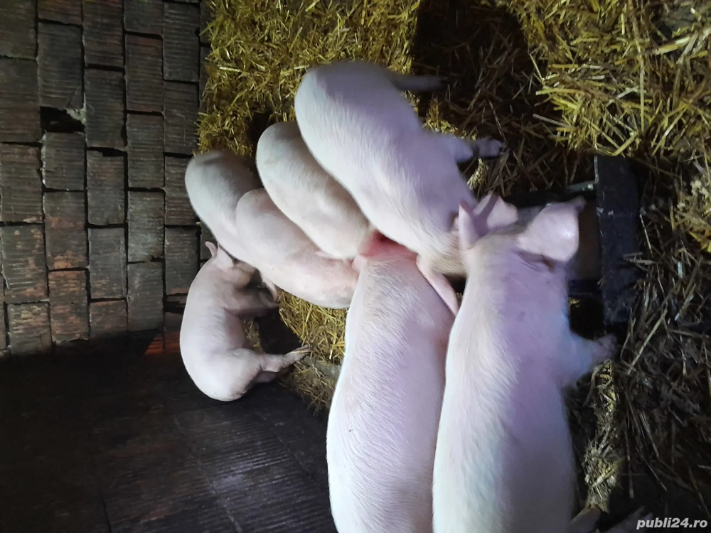 Vând 5 purcei de 7 săptămâni 