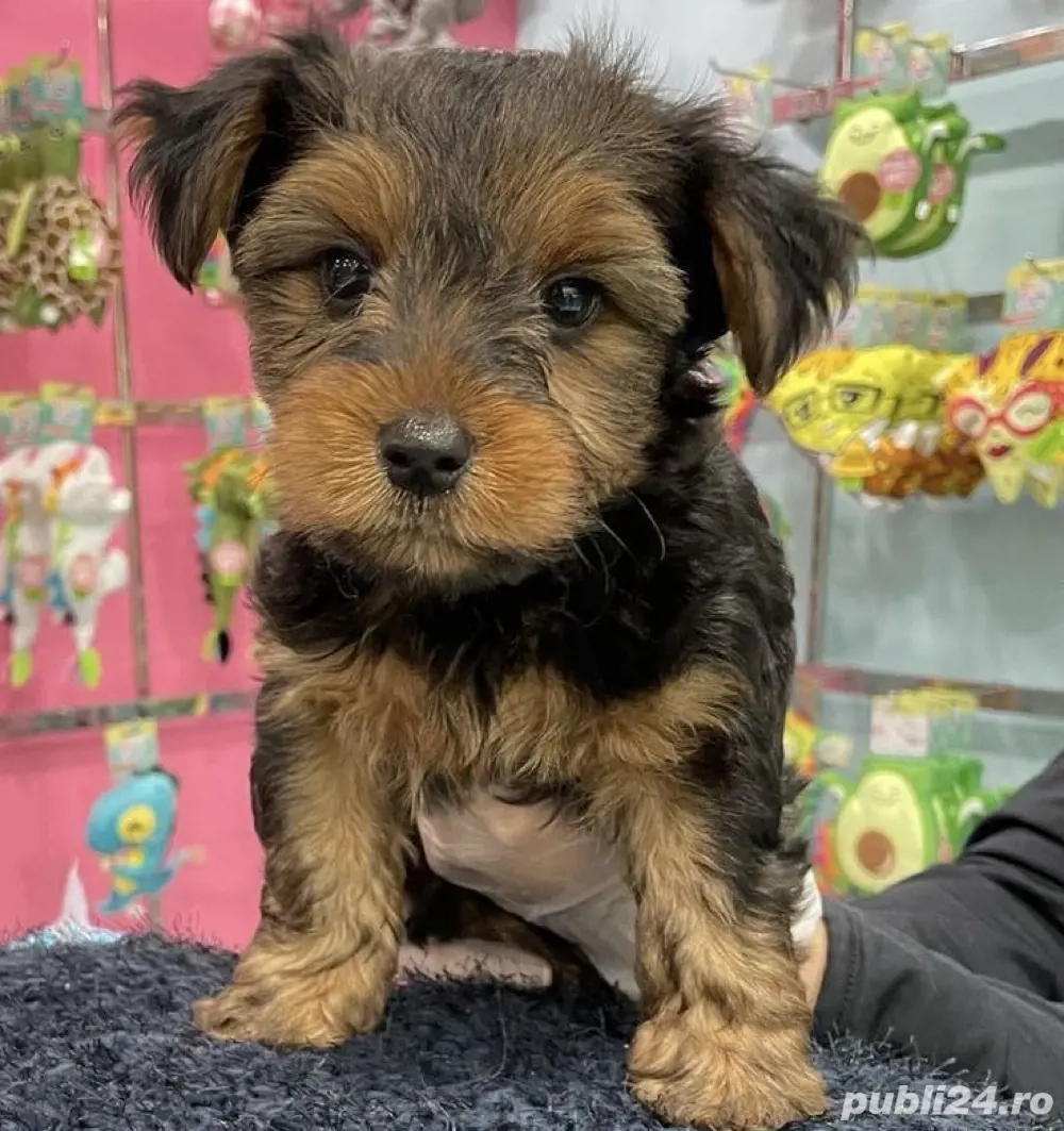 Yorkshire terrier Mini Toy 