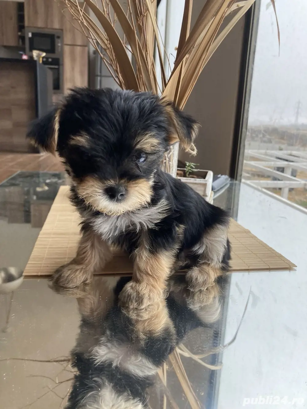 Yorkshire Terrier Mini Toy 