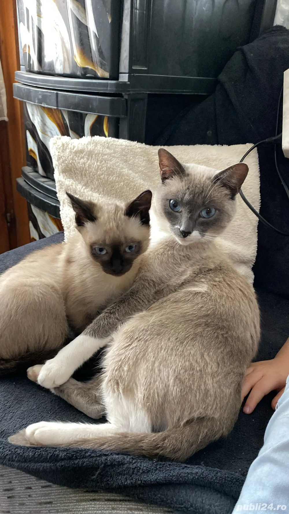 Pui de pisica siamez
