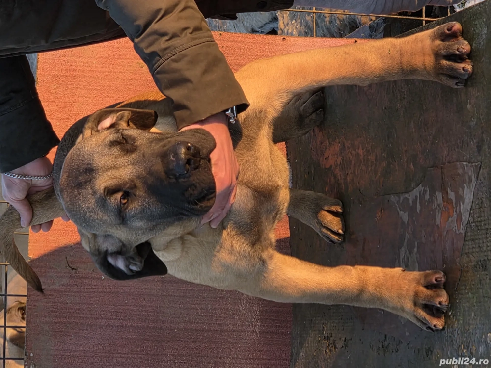 Vand catel presa canario