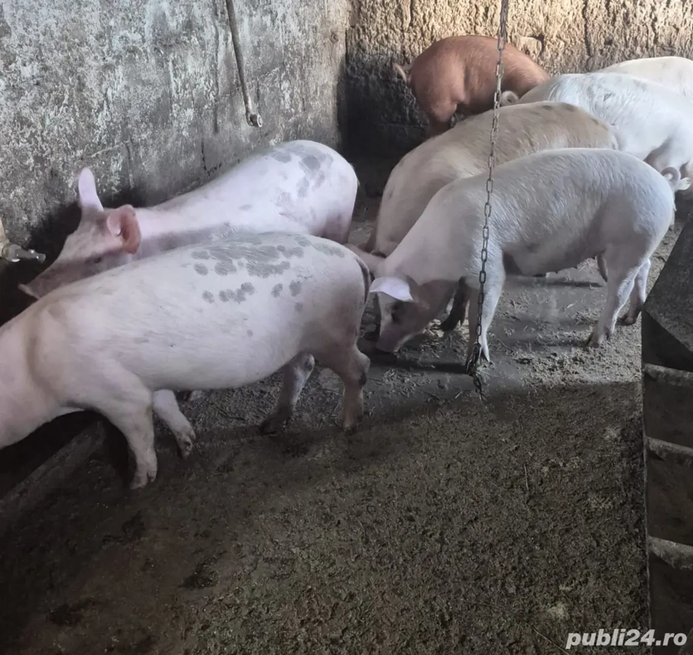 purcei grasuni de vanzare 