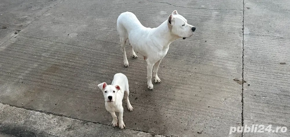 de vanzare Pui Dog argentinian