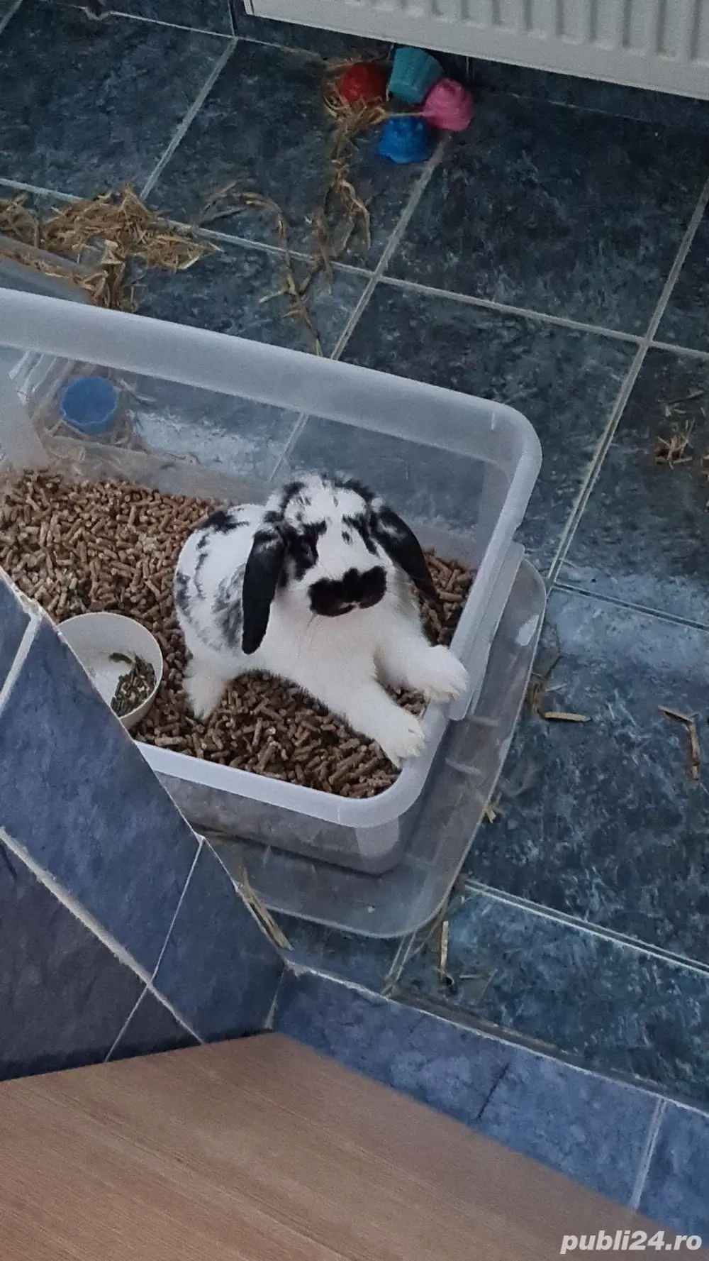 Iepure holland lop  cap de berbec