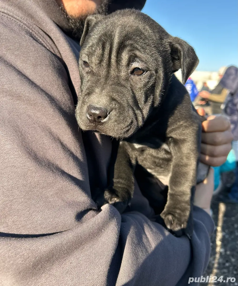 Ultima fetiță Shar Pei de vânzare   