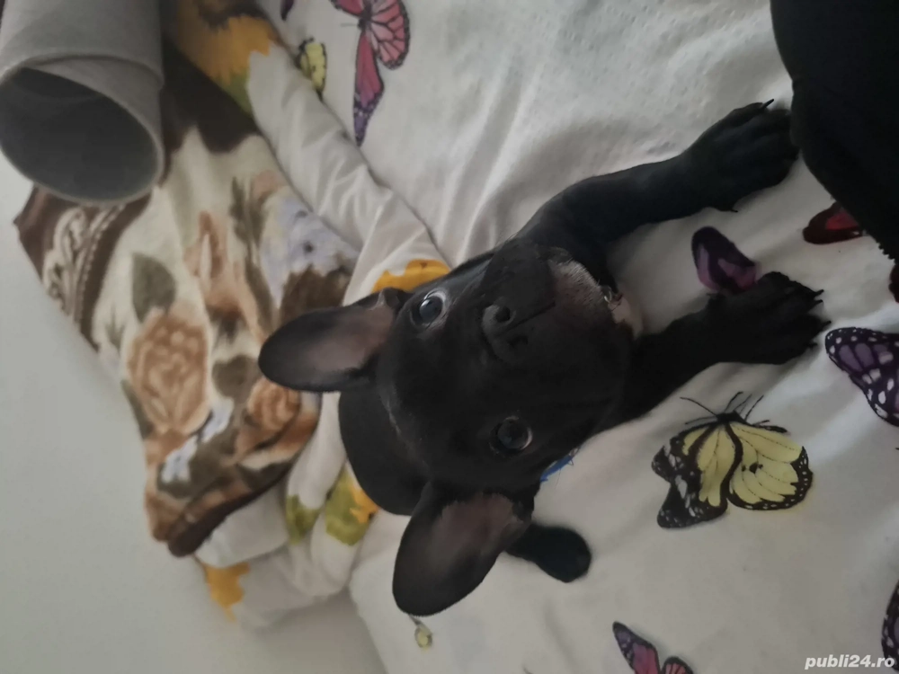 Vand sau schimb tot cu buldog