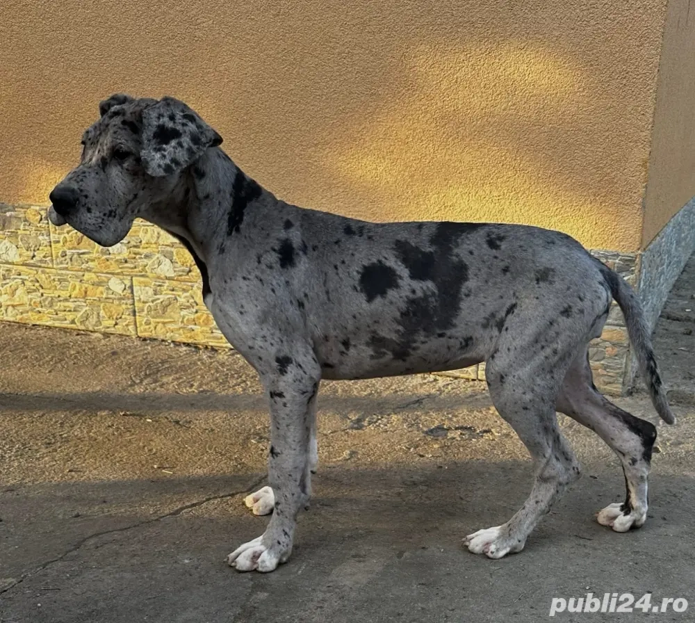 Dog german   Marele danez