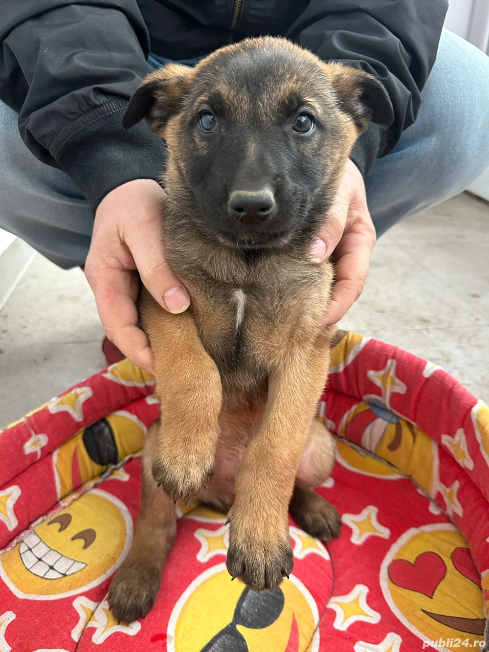  Ciobanesc belgian malinois