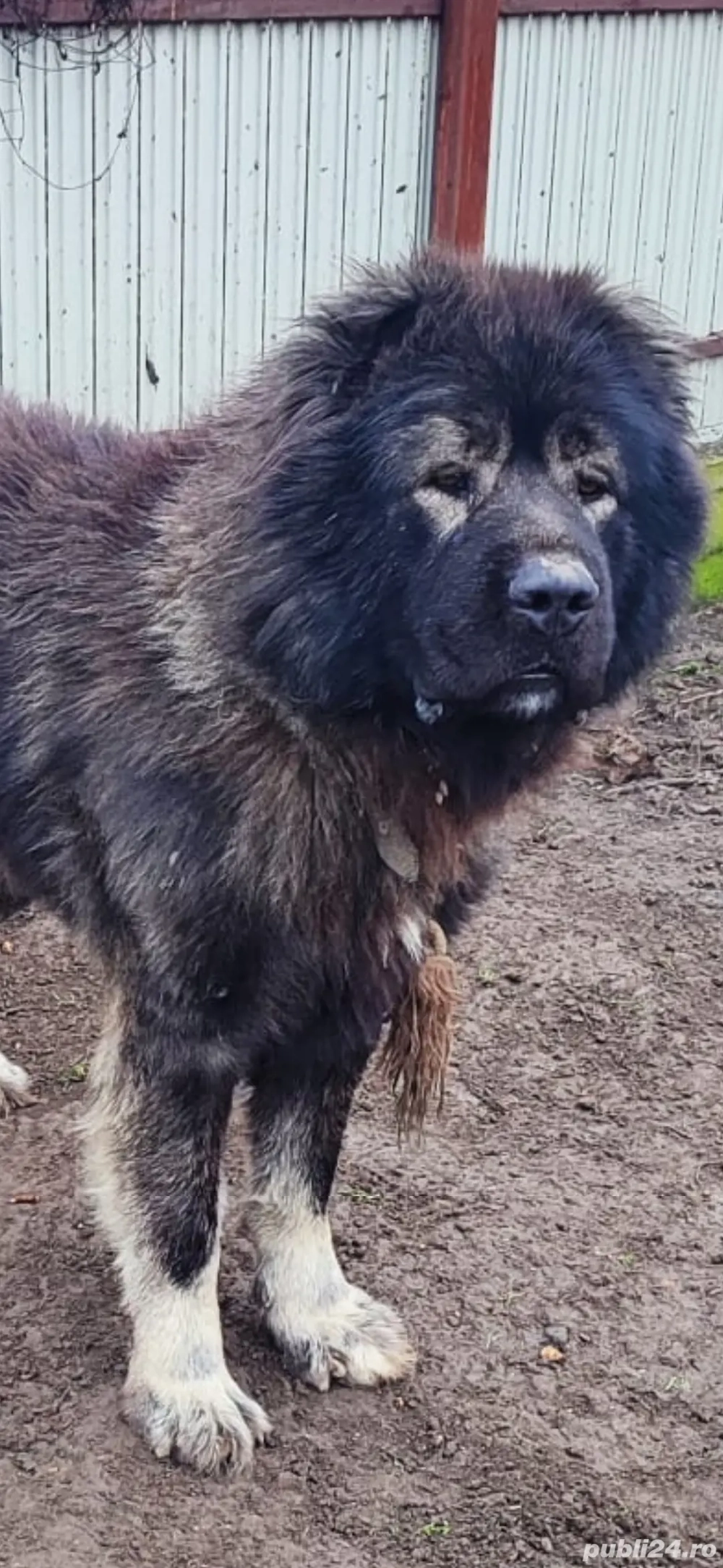 Ciobanesc caucazian de pază 