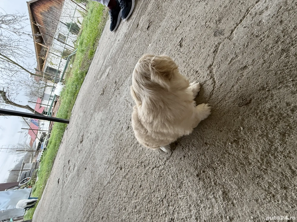 Vand 3 fetite bichon 