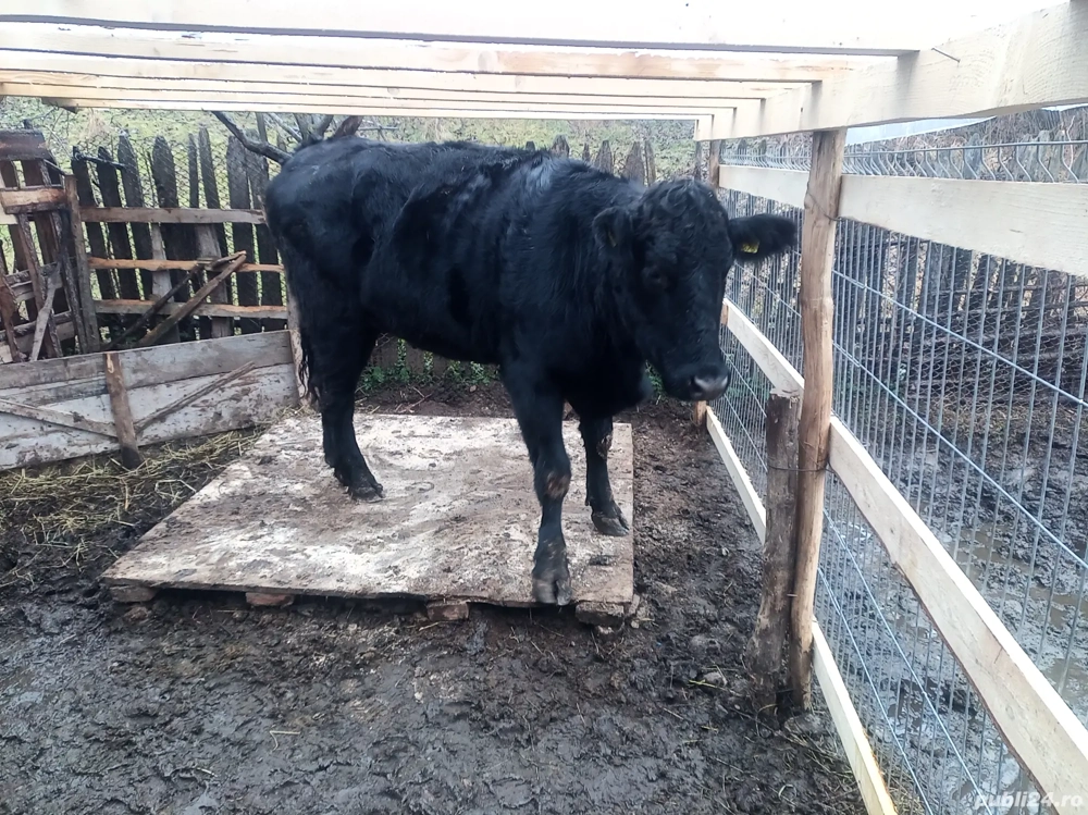 Vindem junice rasa Angus 