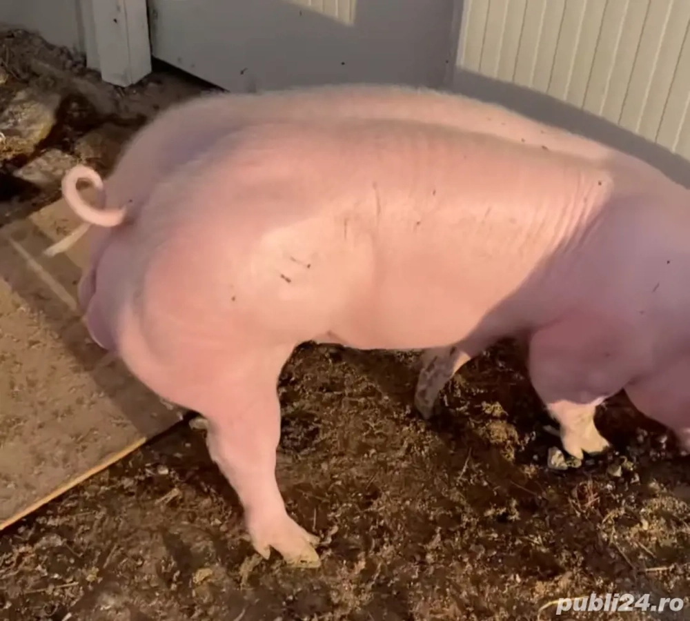 vier pietrain alb100 kg