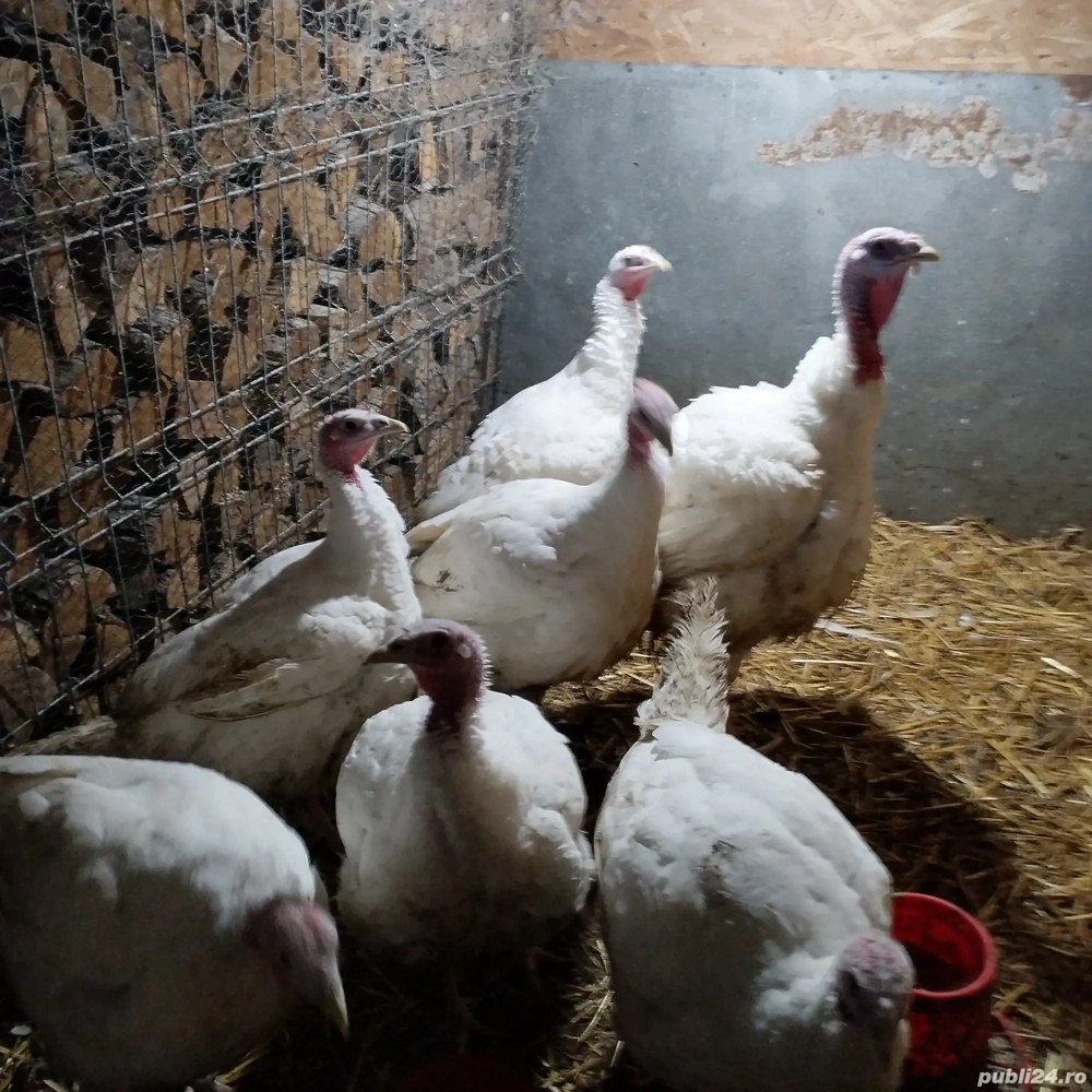 curcani de vinzare crescuti natural