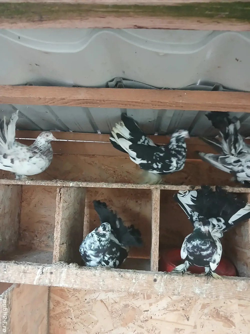 Roleri încălțați 