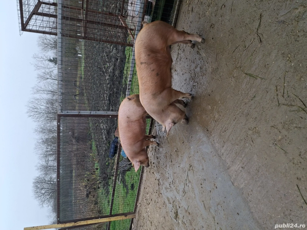 Vând porci 150-200kg