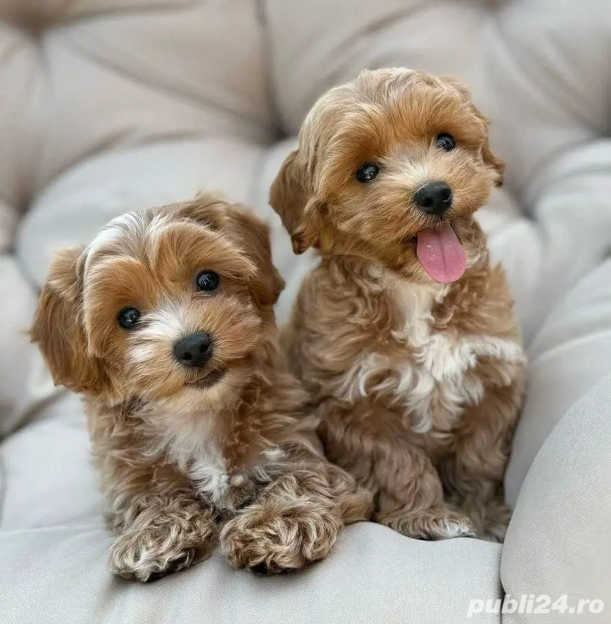 maltipoo toy (pudel-bichon)