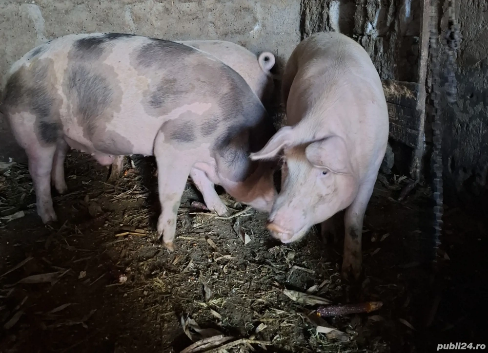 Disponibili spre vânzare 