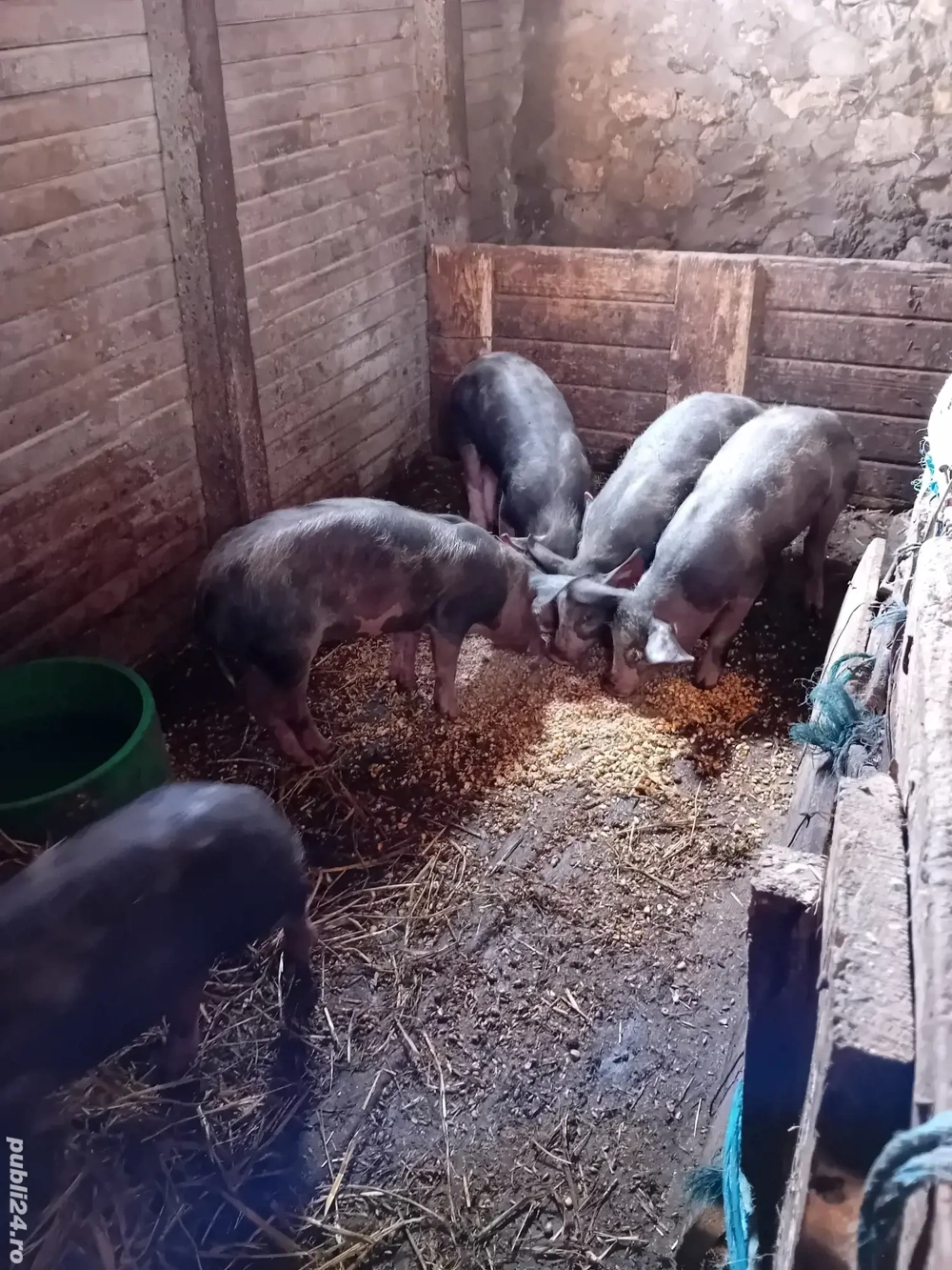 Purcei pietrain de vanzare