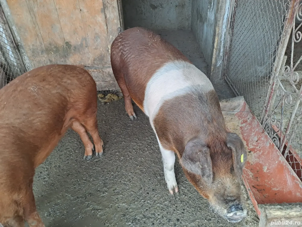porci mari si mici de vanzare