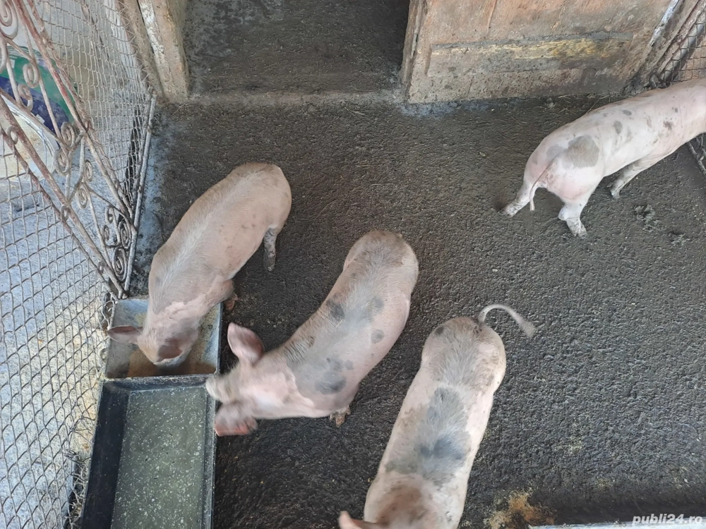 Purcei 9 Săptămâni 