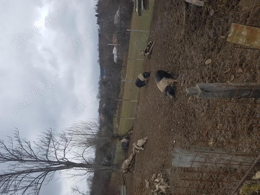 Vand scroafe bazna 200-300kg bucata 