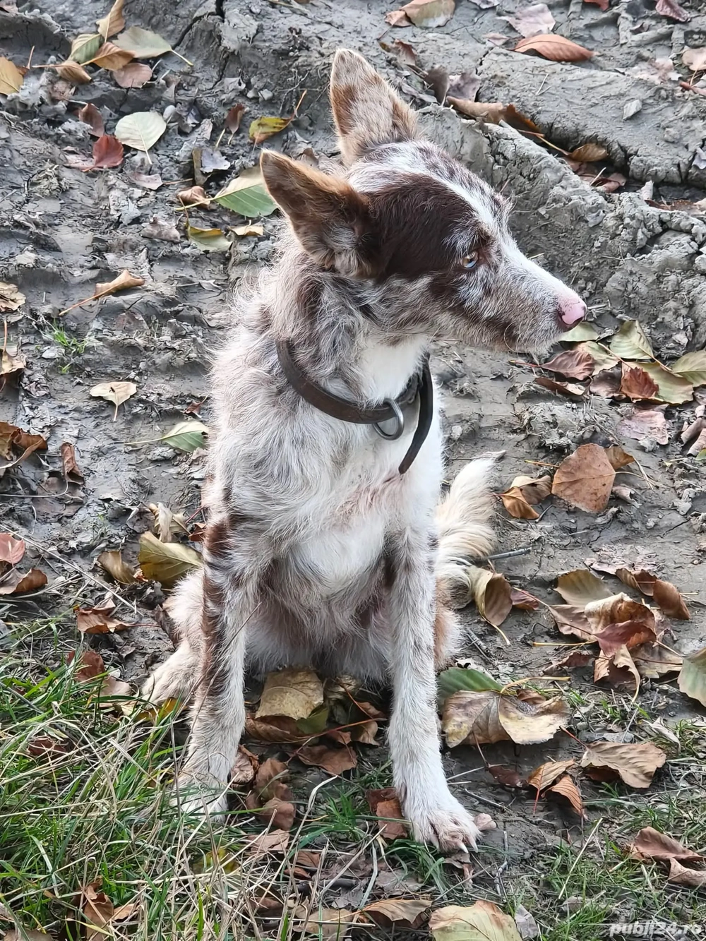 Mudi femela 1 an invatata