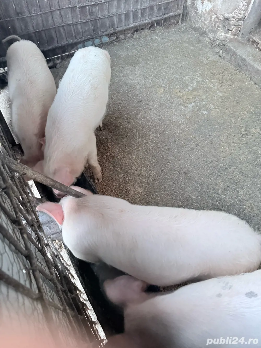 vand purcei diferite kg 