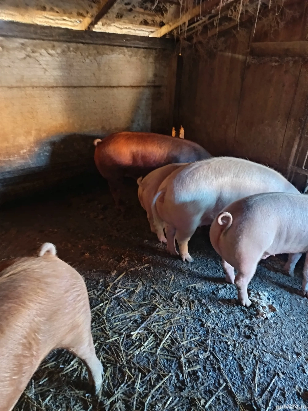 De plecare porci rasa mixta 